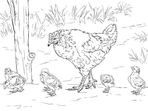 480x360 Hen With Chicks Coloring Page Free Printable Coloring Pages