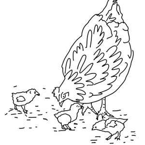 300x300 Hungry Hen And Chicks Coloring Page Coloring Sky