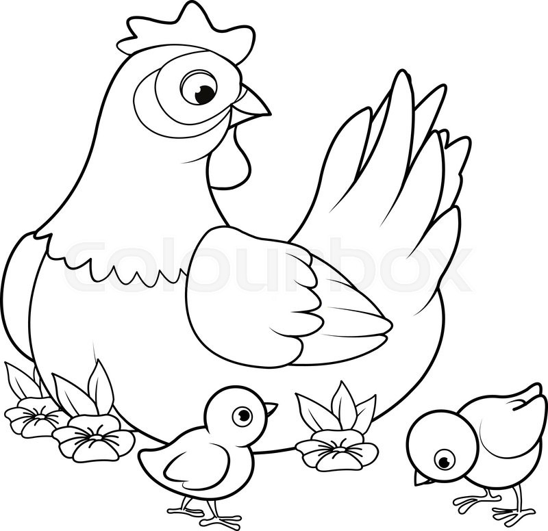 800x776 Coloring Page Of Mother Hen With Its Baby Chicks Stock Vector