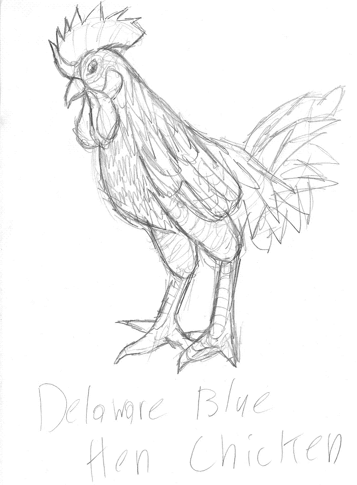 Hen Drawing