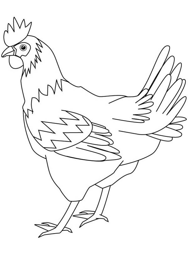 600x880 Drawing Healthy Hen Coloring Page Coloring Sky