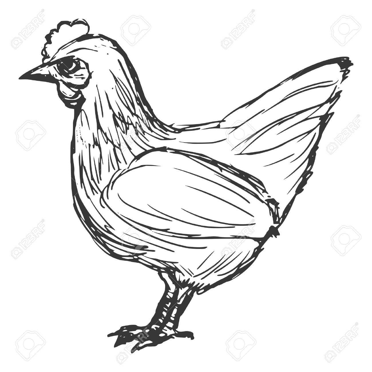 1300x1300 Hand Drawn, Cartoon, Sketch Illustration Of Hen Royalty Free