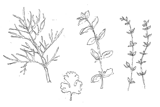 670x446 Hierbas De Primavera