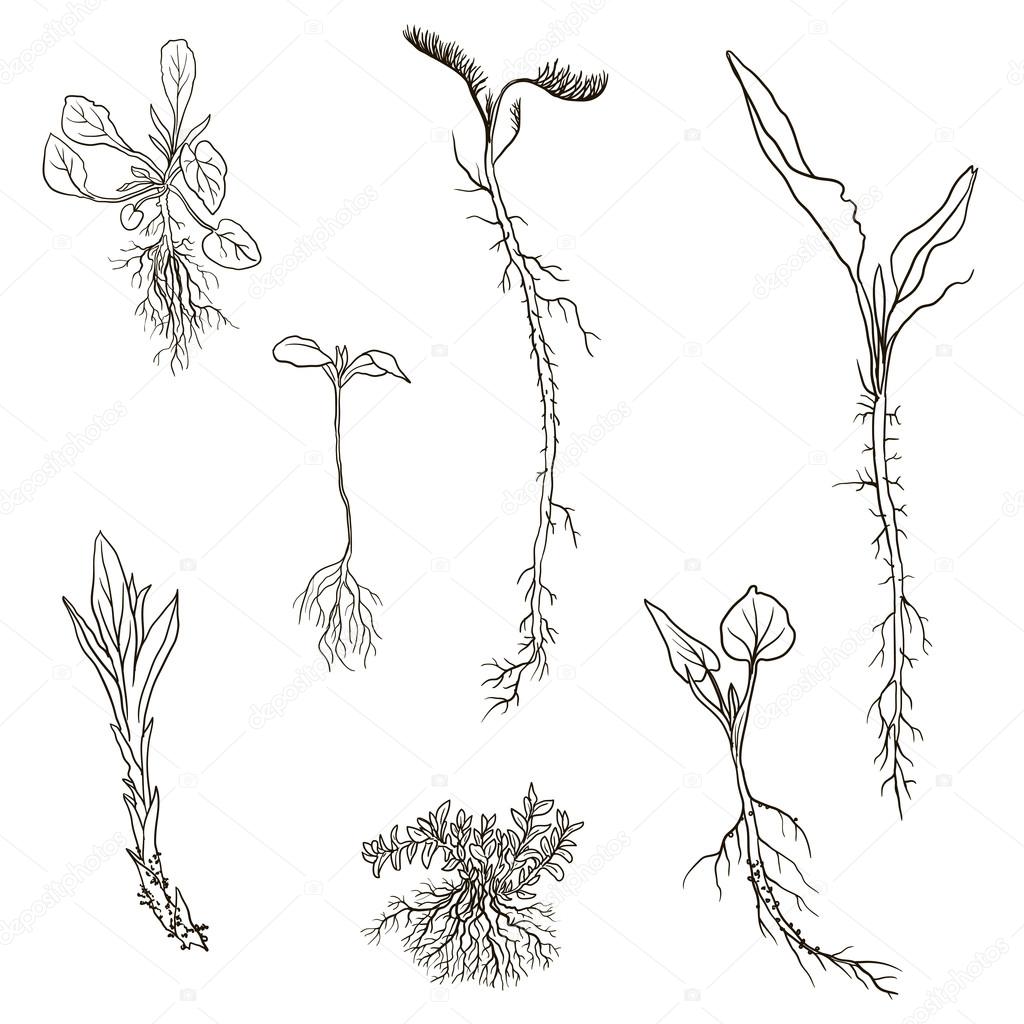 1024x1024 Set Of Line Drawing Herbs With Roots Stock Vector