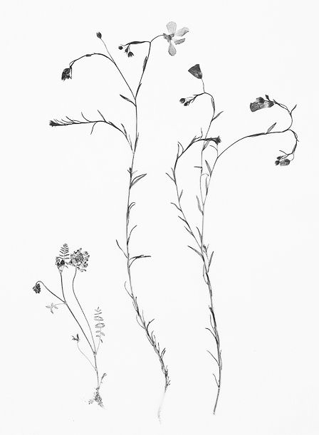 448x611 Wildflowers Drawing