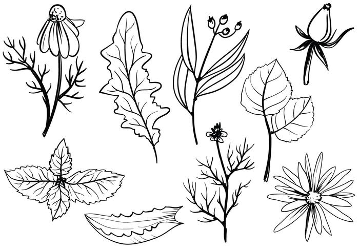 700x490 Free Herbs Vectors