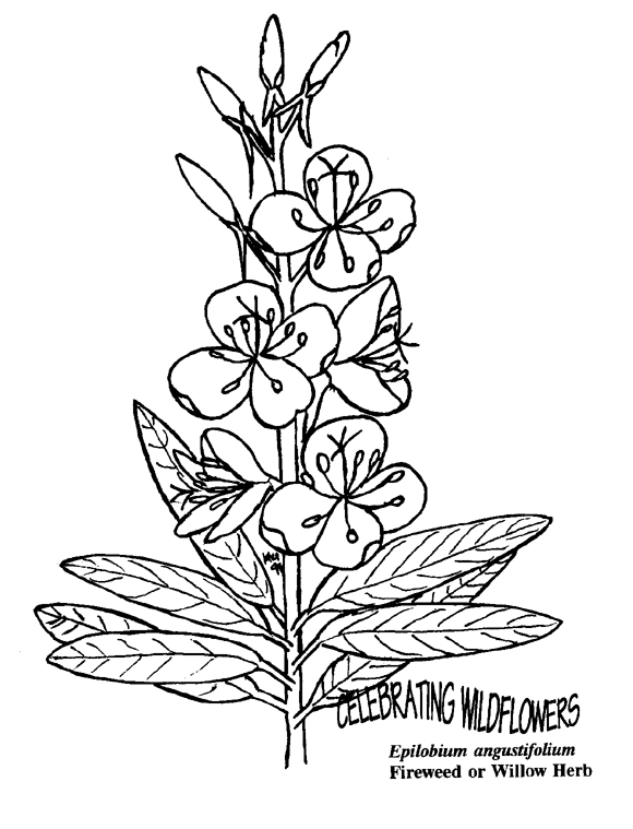 580x759 Herbs Coloring Pages