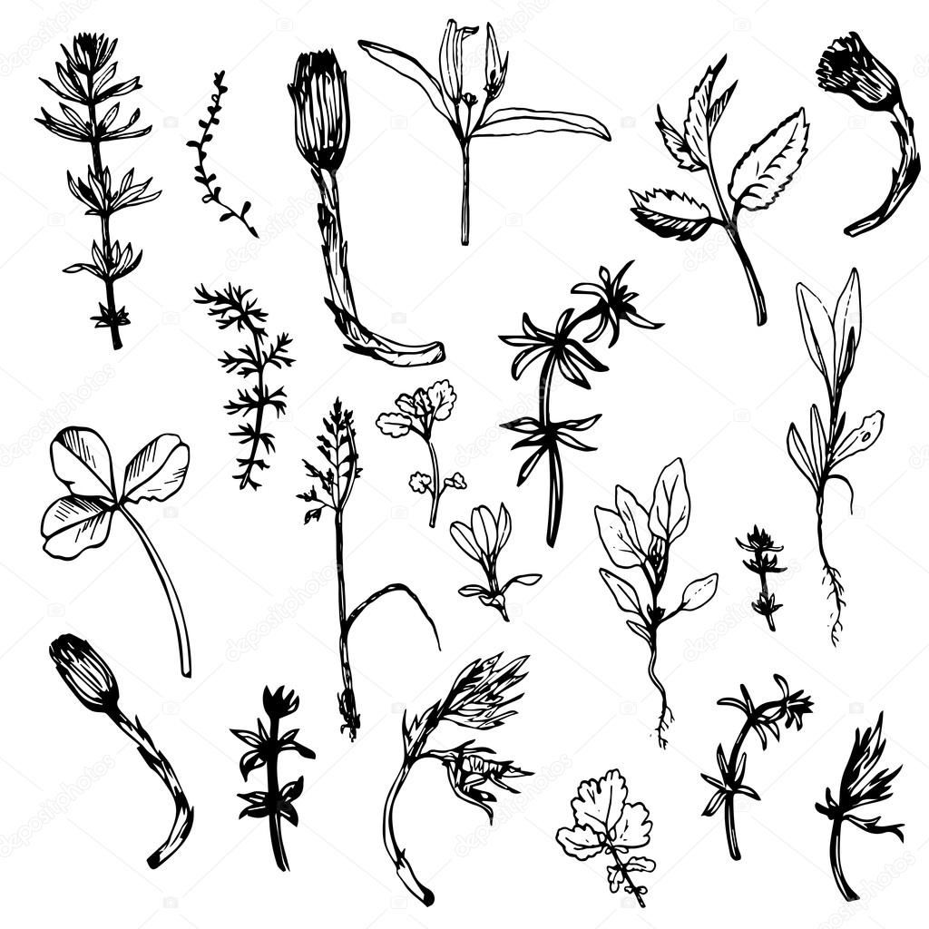 1024x1024 Set Of Ink Drawing Herbs And Leaves Stock Vector