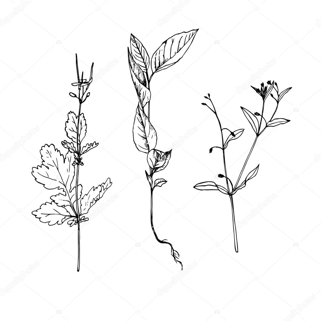 1024x1024 Set Of Ink Drawing Herbs Stock Vector Cat Arch Angel