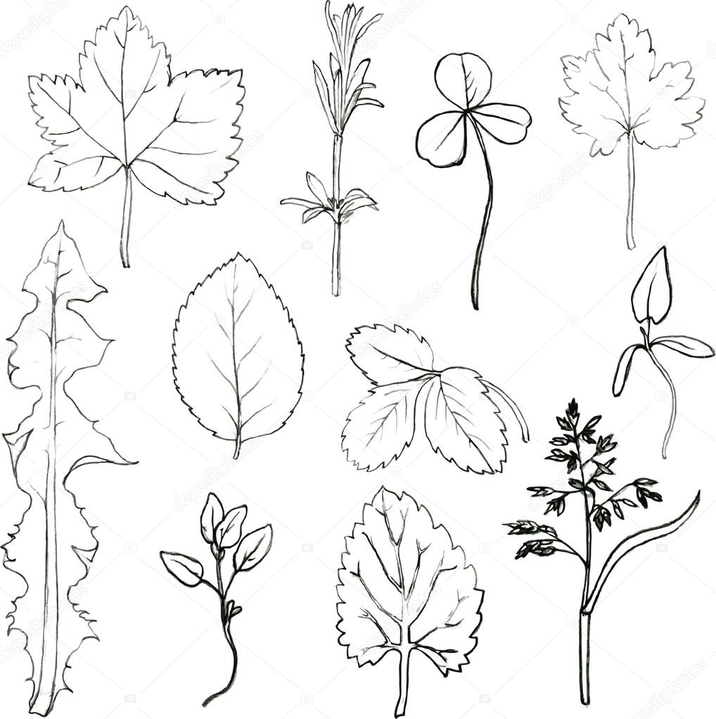 1018x1023 Set Of Pencil Drawing Herbs And Leaves Stock Vector