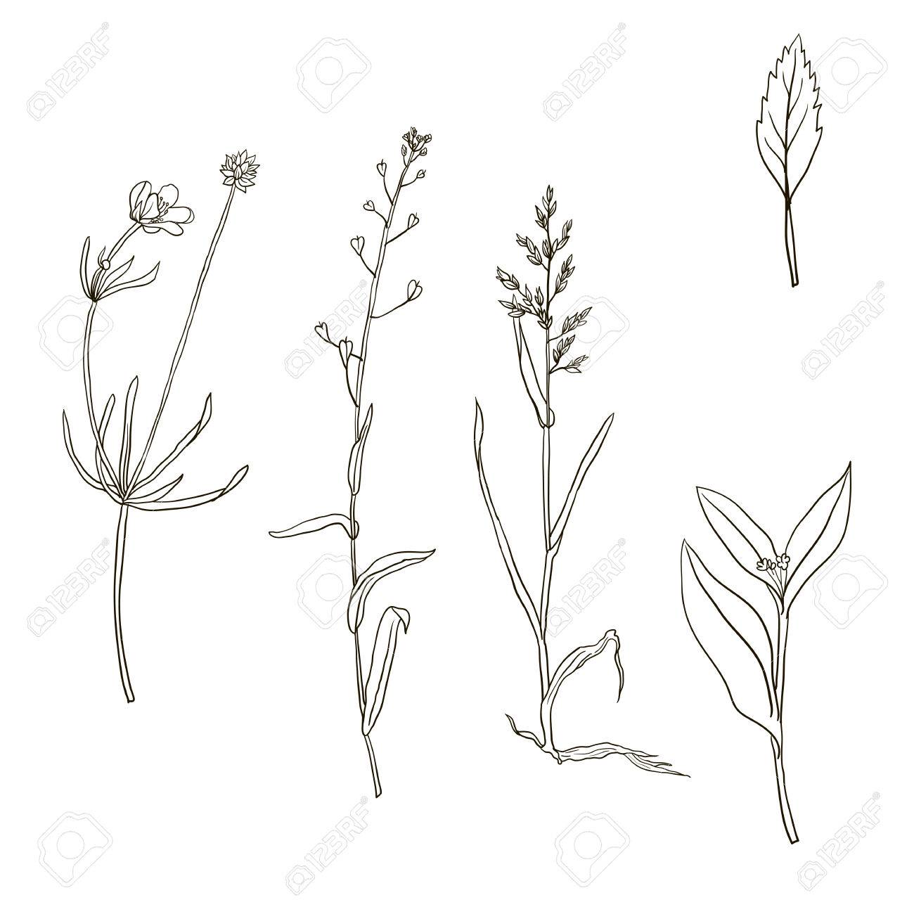 1300x1300 Vector Set Of Line Drawing Wild Flowers And Herbs , Isolated