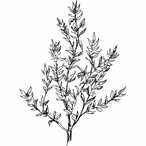 480x480 Line Drawings Of Herbs