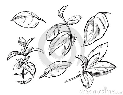 400x311 Drawn Herbs Peppermint Leaf