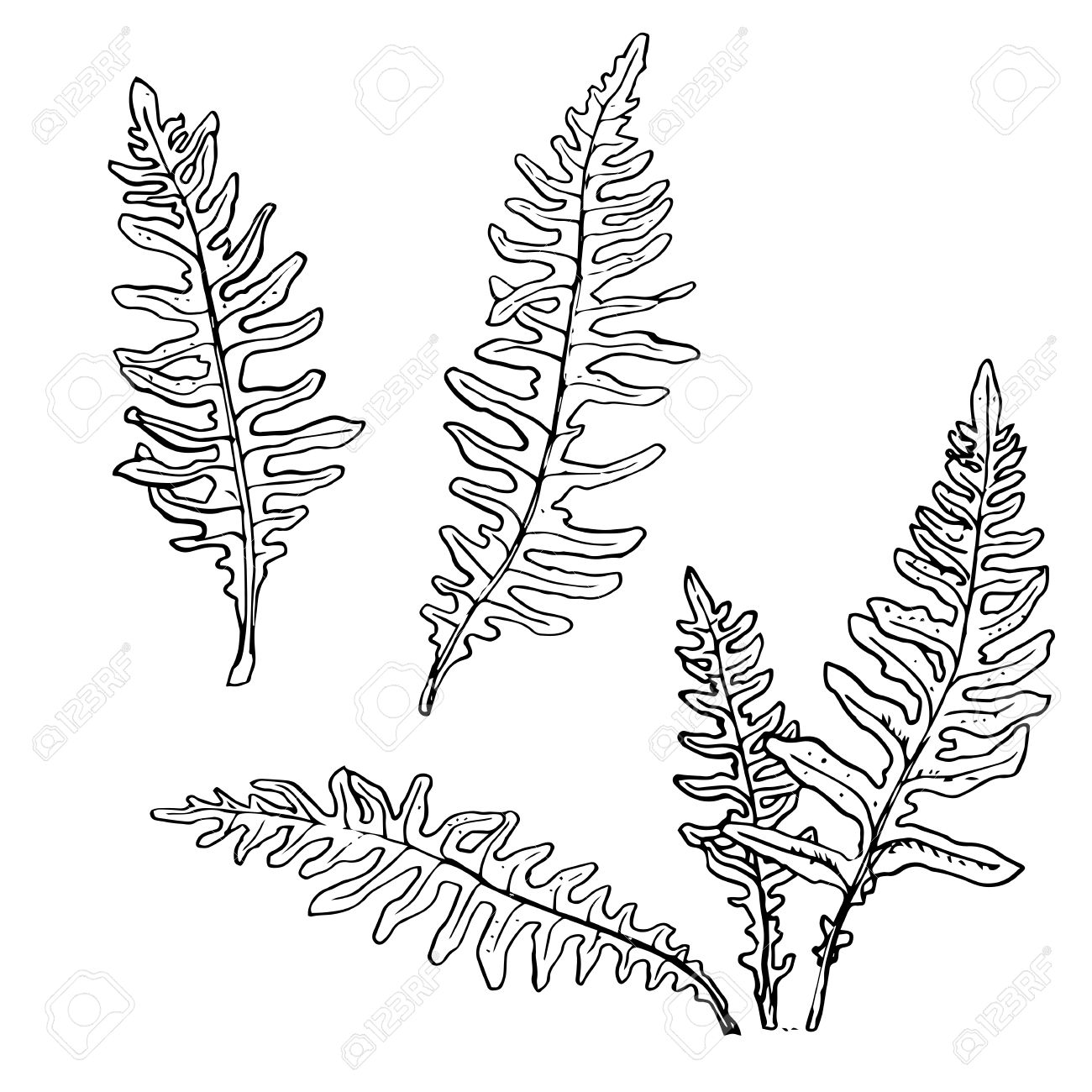 1300x1300 Fern Leaves Set, Ink Pen Drawing Herbs, Vintage Style Botanical