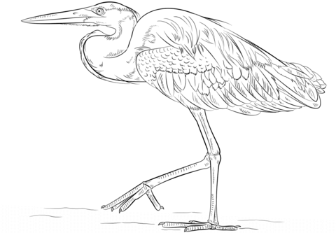 480x333 Great Blue Heron Coloring Page Free Printable Coloring Pages