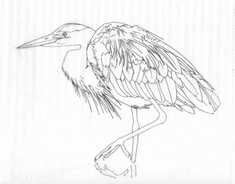 800x626 Heron