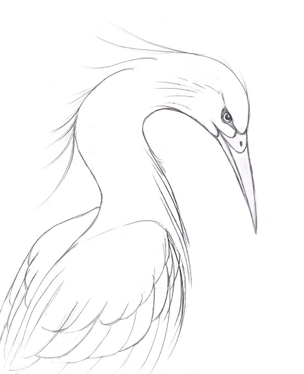 600x739 Heron Sketch By Fethyre