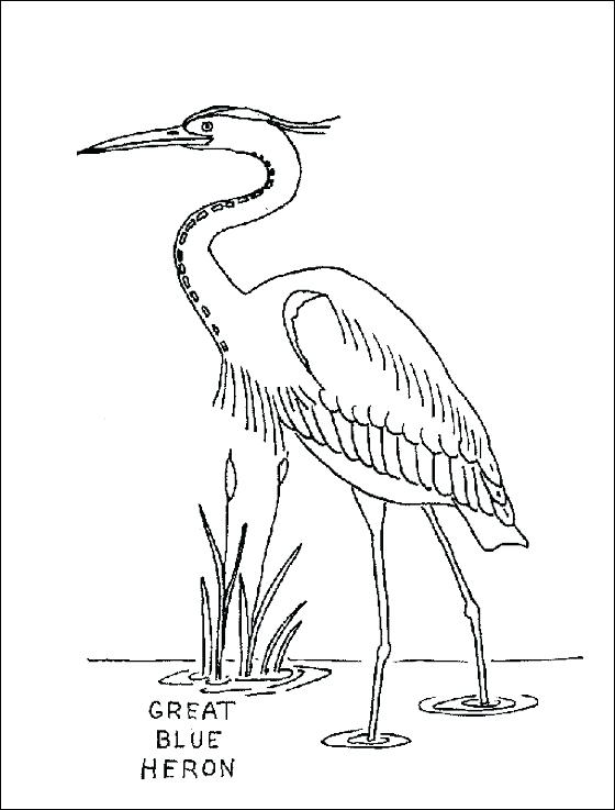 560x737 Amazing Great Blue Heron Coloring Page Image