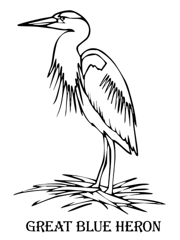 360x480 Blue Heron Coloring Page Free Printable Coloring Pages