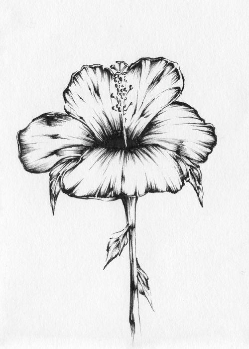 500x700 Hibiscus Drawing By Christopher Lem