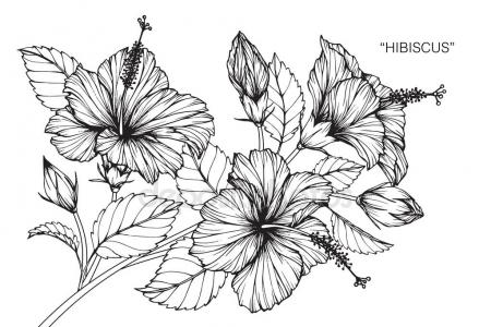 450x300 Hibiscus Flower Drawing Sketch Black White Line Art Stock Vector