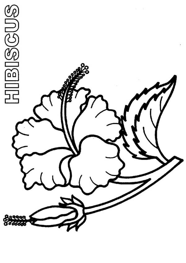 600x849 Bloom And Burgeon Hibiscus Flower Coloring Page Color Luna