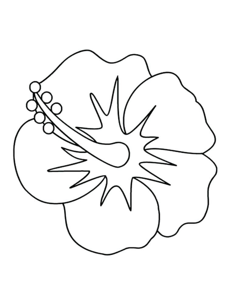 Hibiscus Flower Drawing at GetDrawings | Free download