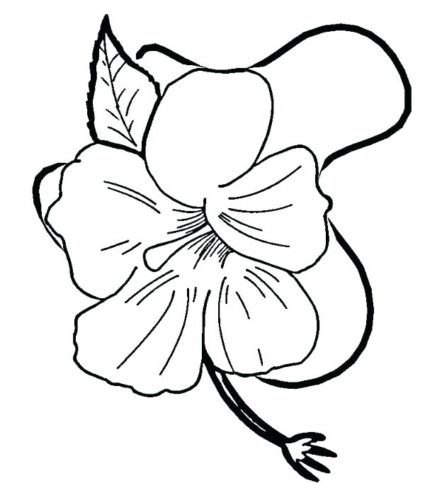 600x682 Hibiscus Flower Coloring Page Hibiscus Flower Drawing Coloring