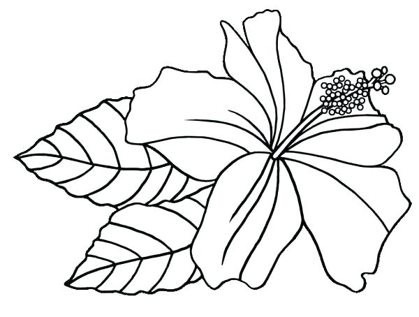 600x454 Hibiscus Flower Coloring Pages Hibiscus Flower Coloring Pages