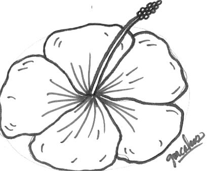 413x337 Hibiscus Flower Drawings