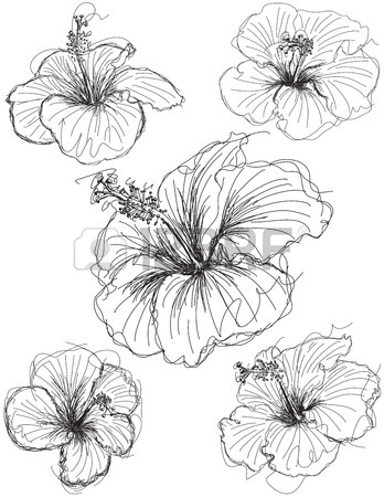348x450 Hibiscus Flower Sketches, Hand Drawn Hibiscus Flower Sketches