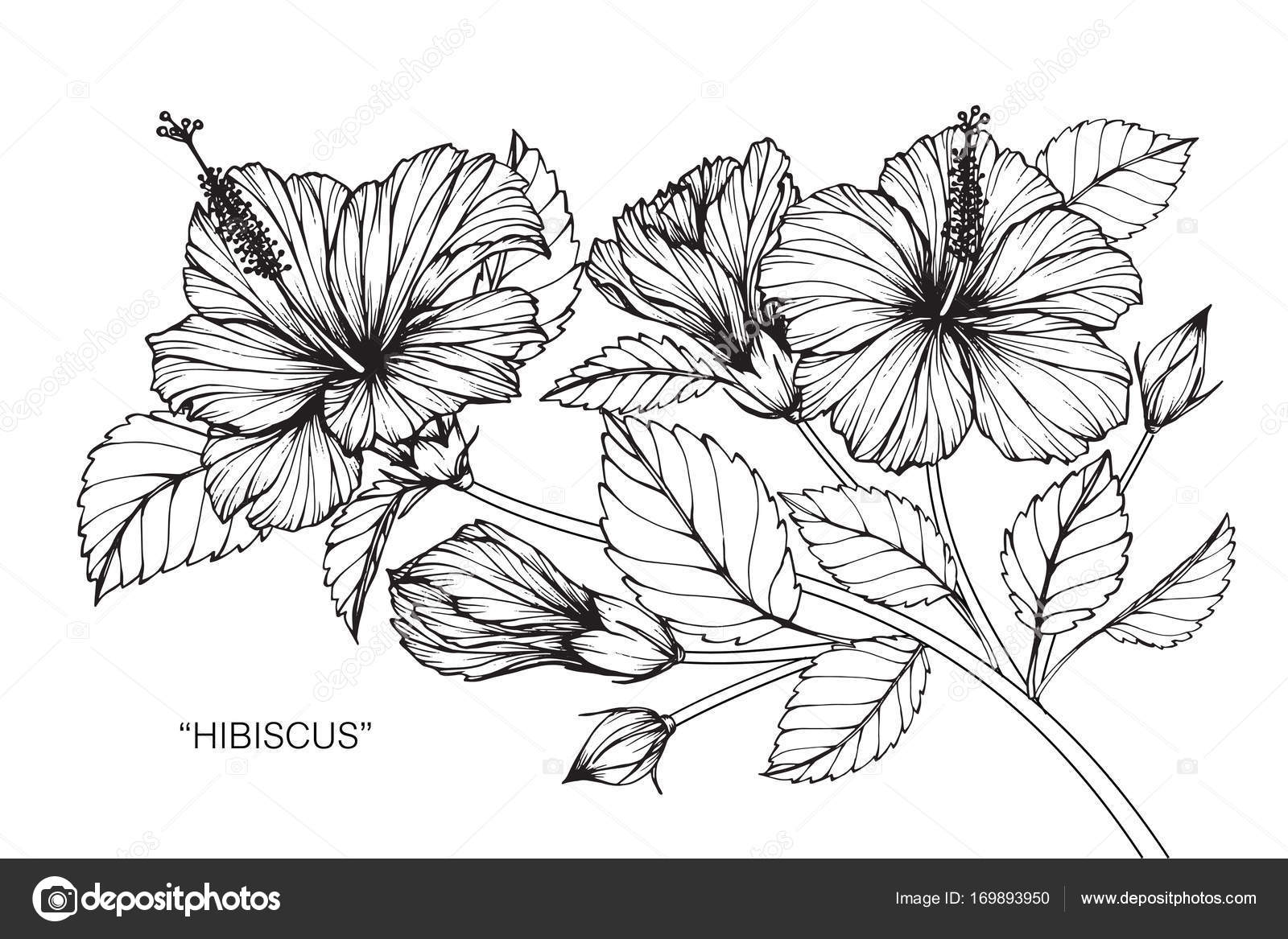 1600x1167 Hibiscus Flower. Drawing And Sketch With Black And White Line Art