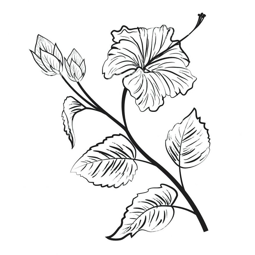 878x878 Hawaiian Hibiscus Flower Drawings Drawings Nocturnal Hawaiian
