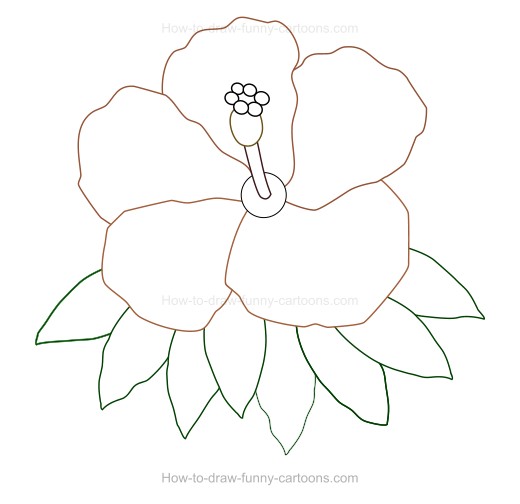 520x504 How To Create A Hibiscus Drawing