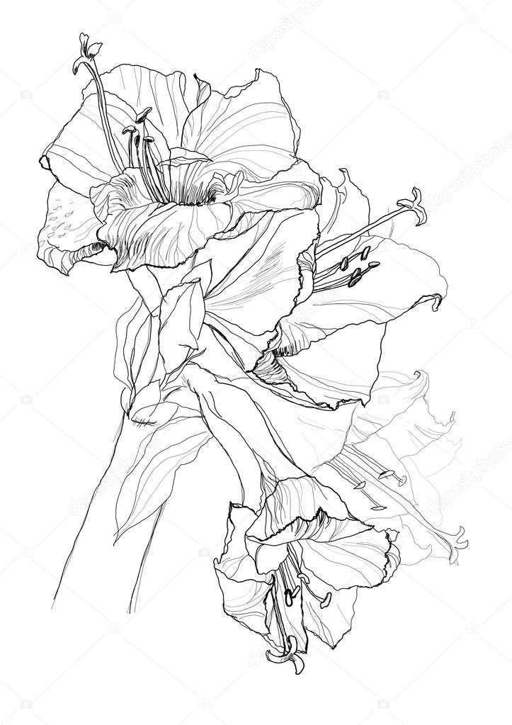 723x1023 Hibiscus Flower Stock Vector Vergasova