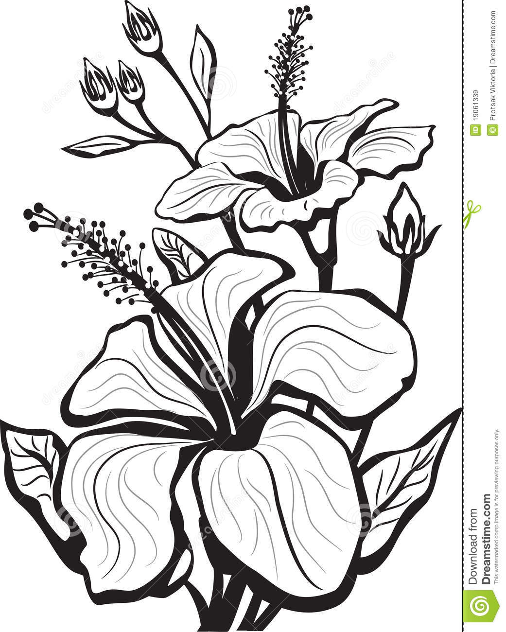 1041x1300 Sketch Of Hibiscus Flowers How To Draw And Sketch Hibiscus Flower