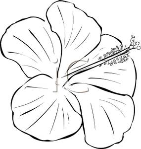 285x300 White Clipart Hibiscus Flower