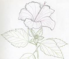 236x202 Draw Flowers Drawing, Hibiscus Flower By Jgarvey