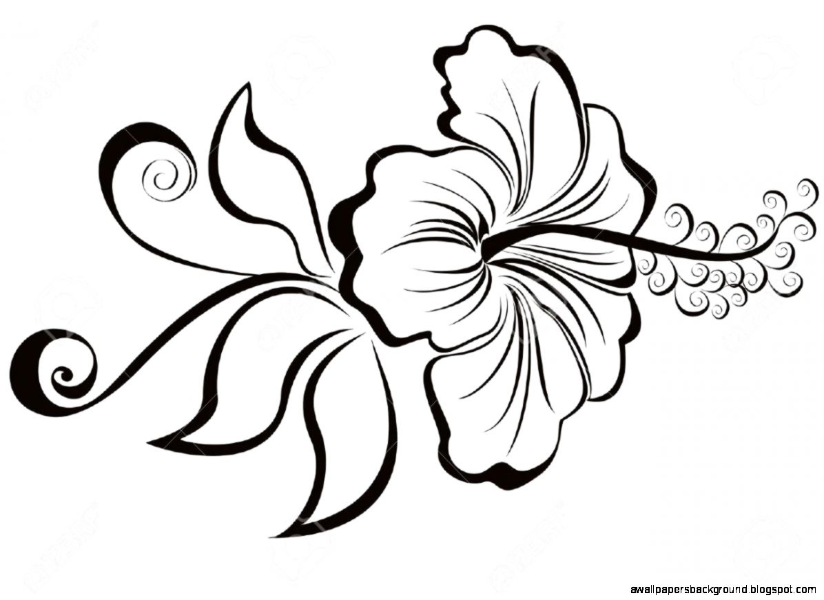 1196x871 Hawaiian Hibiscus Drawings Wallpapers Background