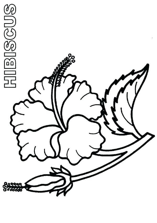 600x849 Hibiscus Flower Coloring Pages Bloom And Burgeon Hibiscus Flower