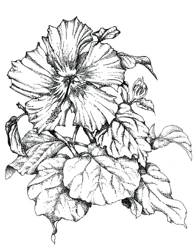 618x801 Hibiscus Flower Drawing