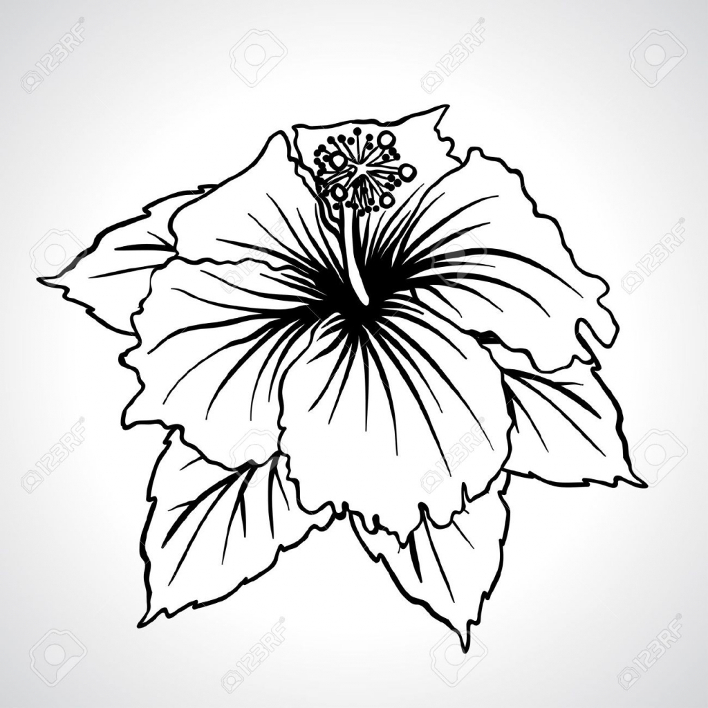 1024x1024 Hibiscus Flower Drawing Free Printable Hibiscus Flower Coloring