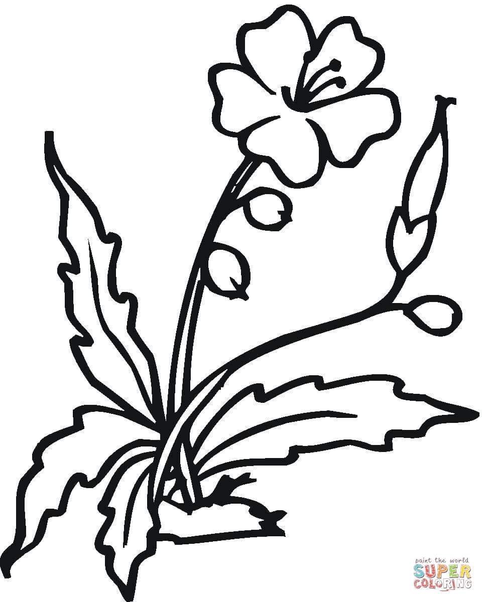 962x1200 Hibiscus Coloring Pages Free Coloring Pages