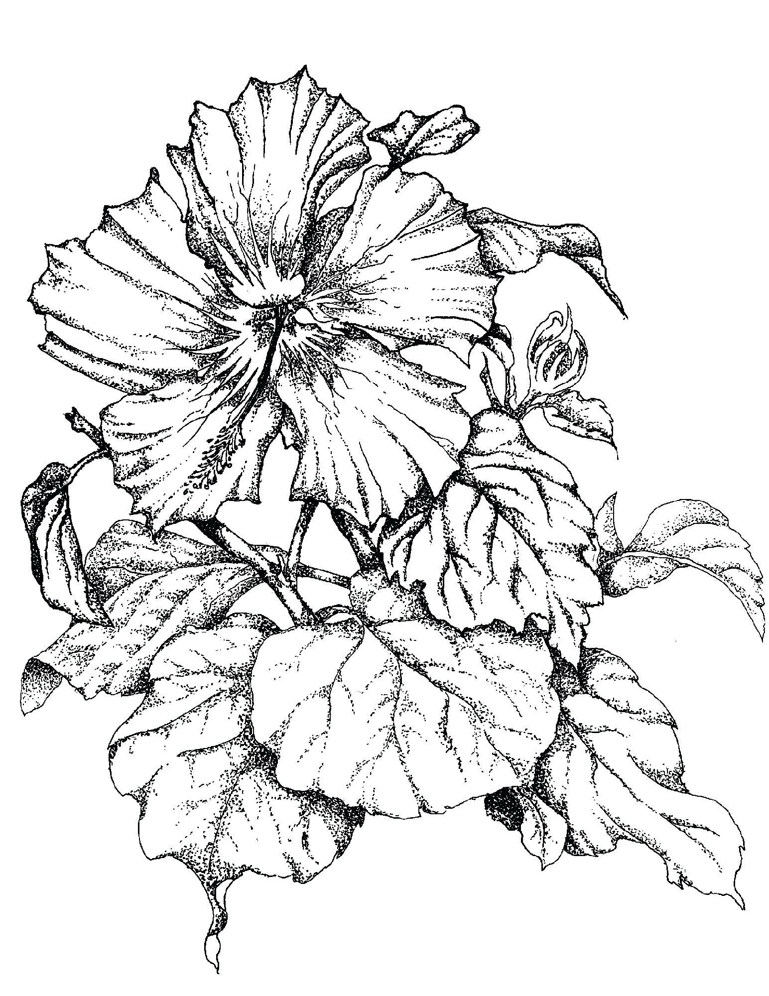 1544x2000 Hawaiian Hibiscus Flower Drawings Drawings Nocturnal Hawaiian