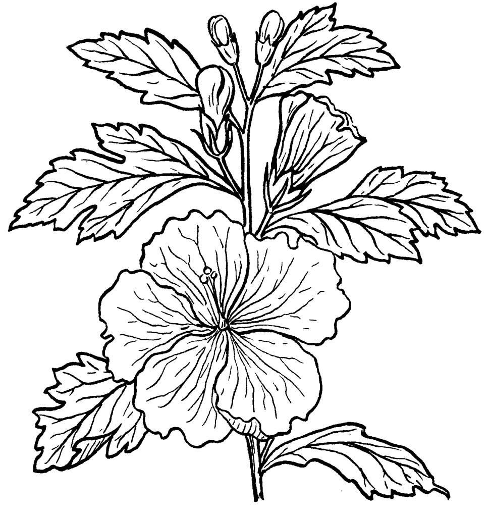 Hibiscus Flowers Drawing at GetDrawings | Free download