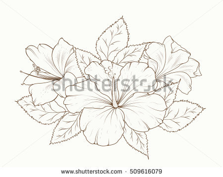 450x358 Drawn Lily Hibiscus Flower