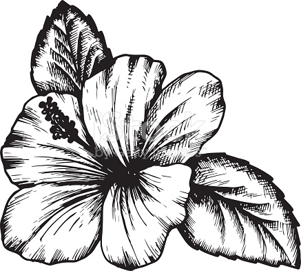 Hibiscus Line Drawing at GetDrawings | Free download