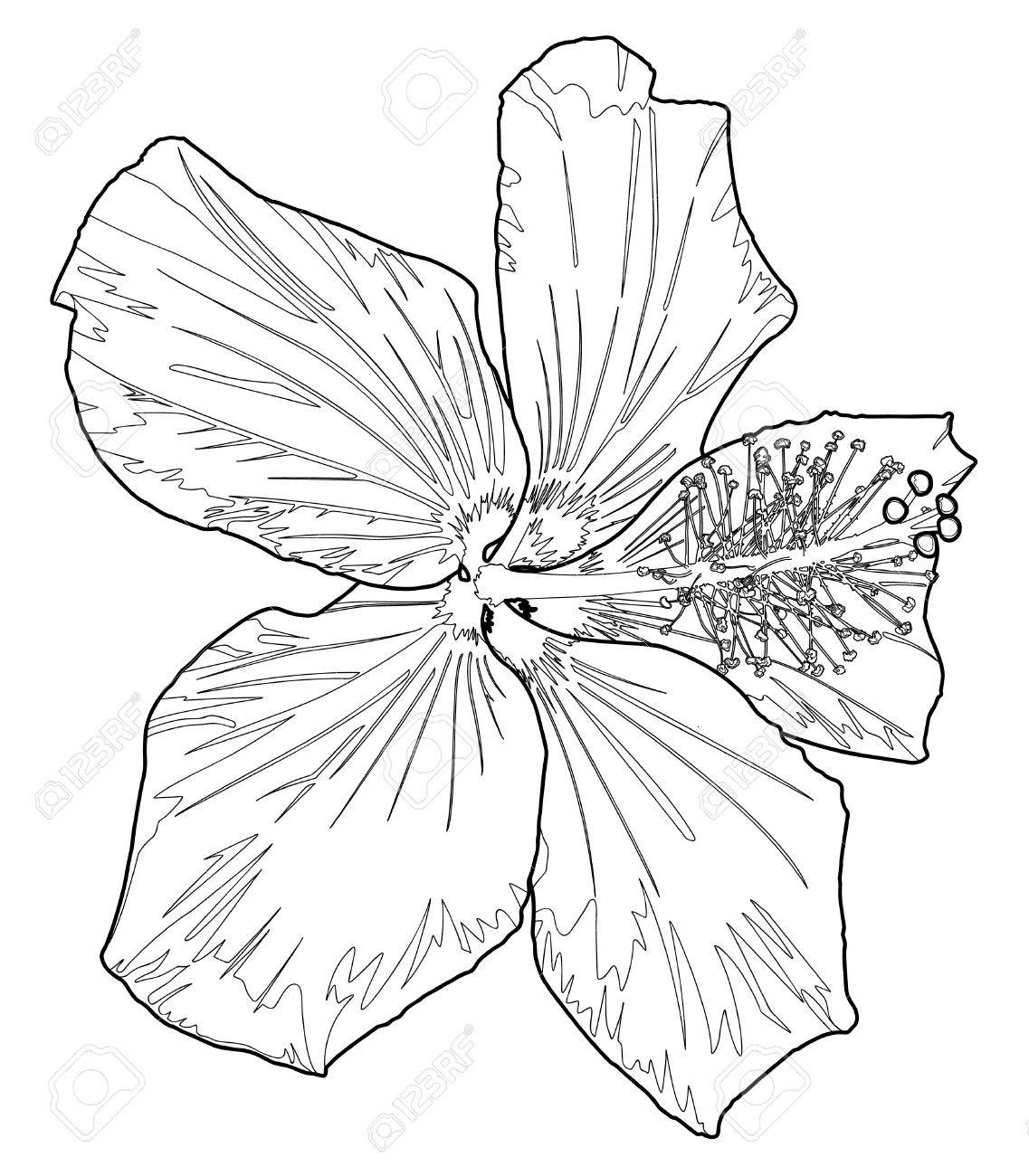 1137x1300 Hibiscus Line Drawing Two Royalty Free Cliparts, Vectors,