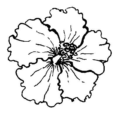 400x395 Hibiscus