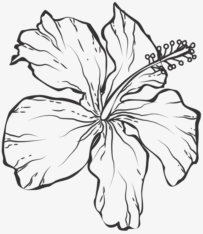 650x750 Line Drawing Flowers, Plant, Line Drawing Graphics, Flowers Png